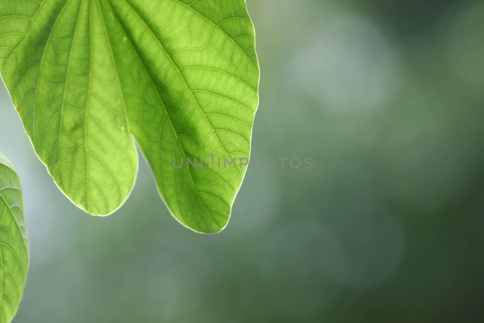 Abstract Leaf Texture