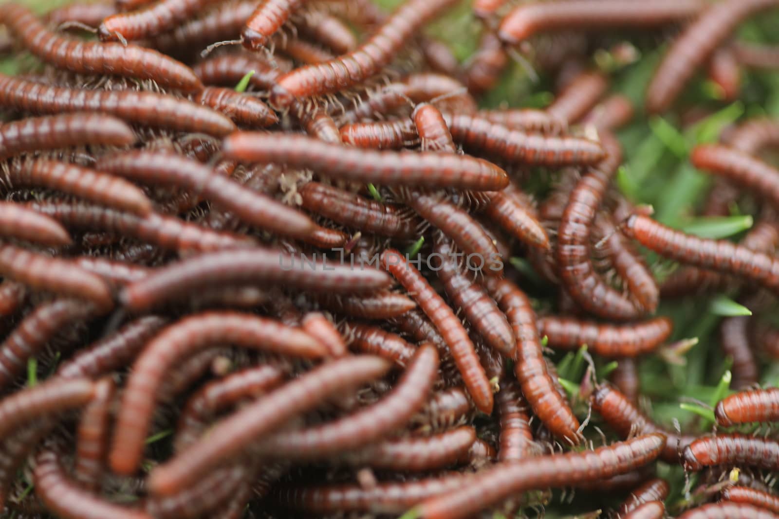 Insects Most Millipedes Coil Up