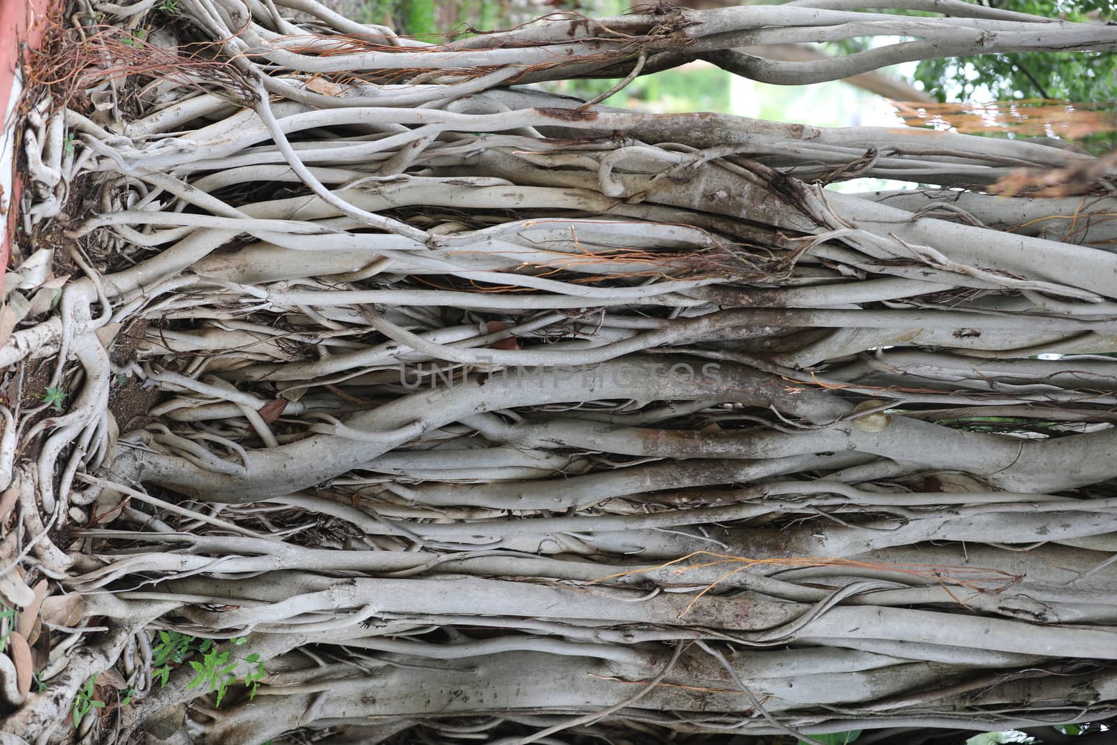 Roots of Huge tree
