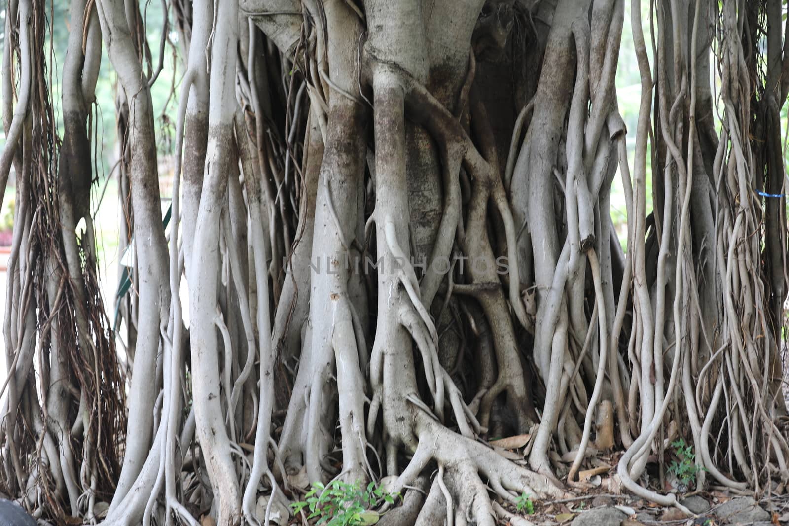 Roots of Huge tree