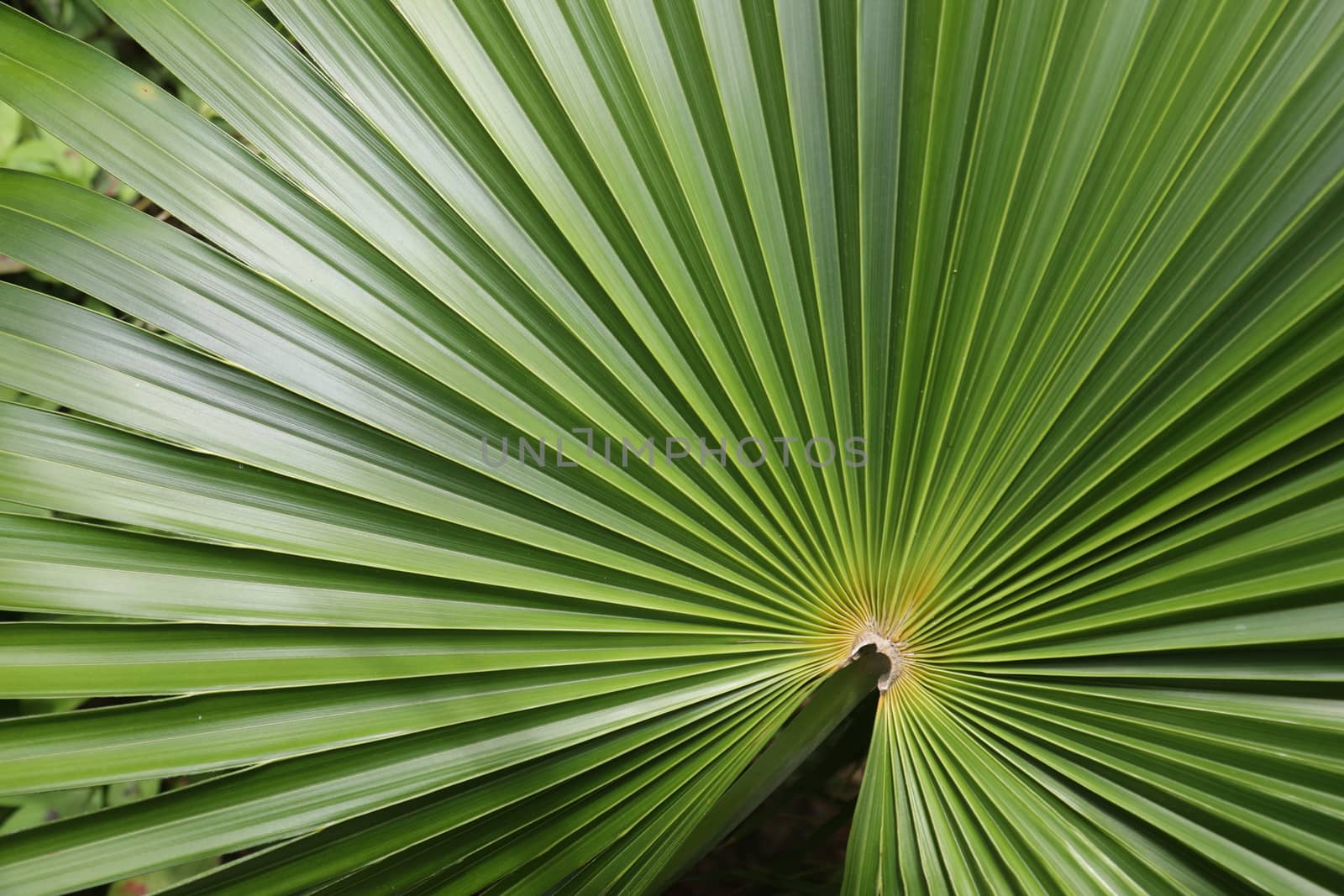 Abstract Leaf Texture