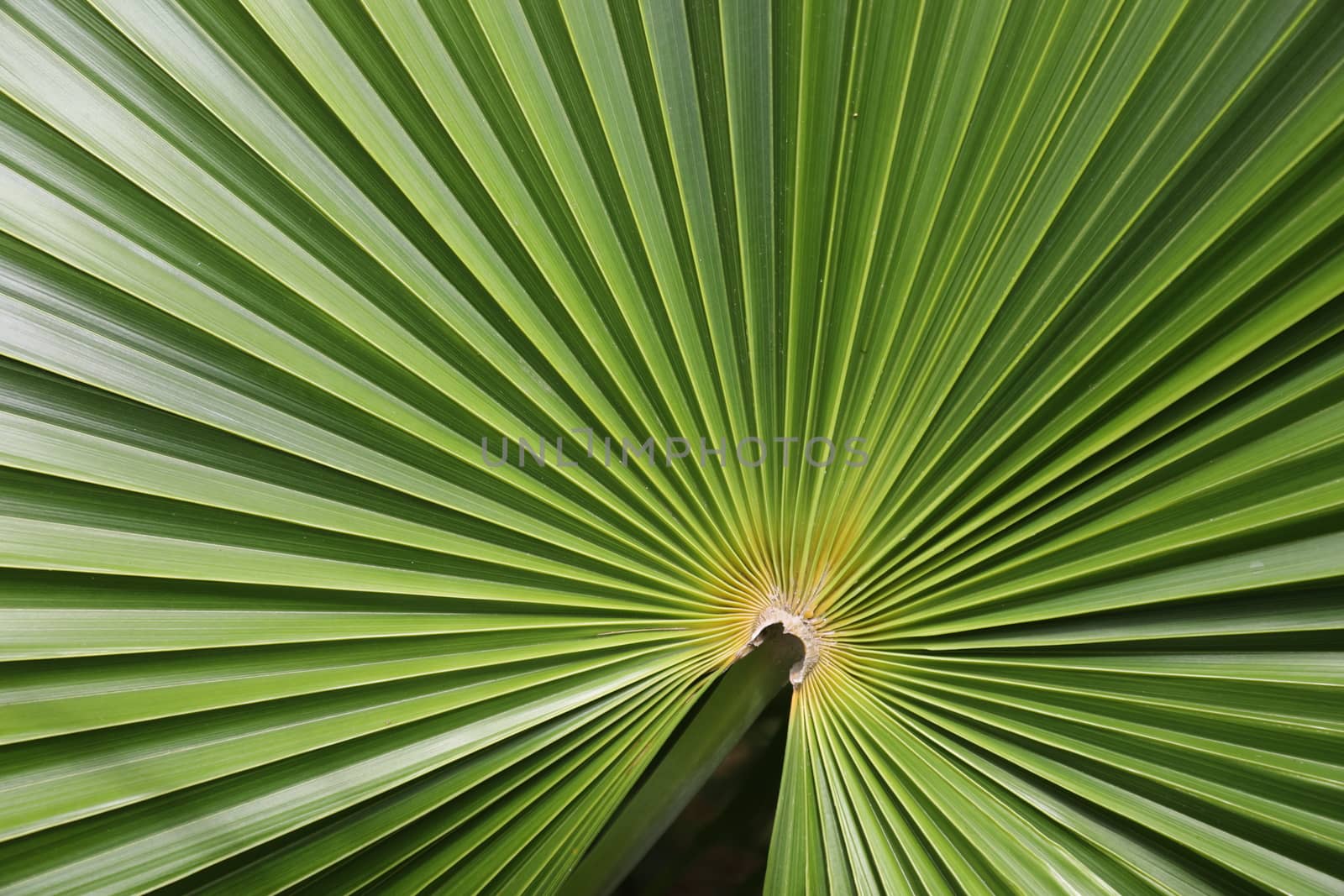 Abstract Leaf Texture