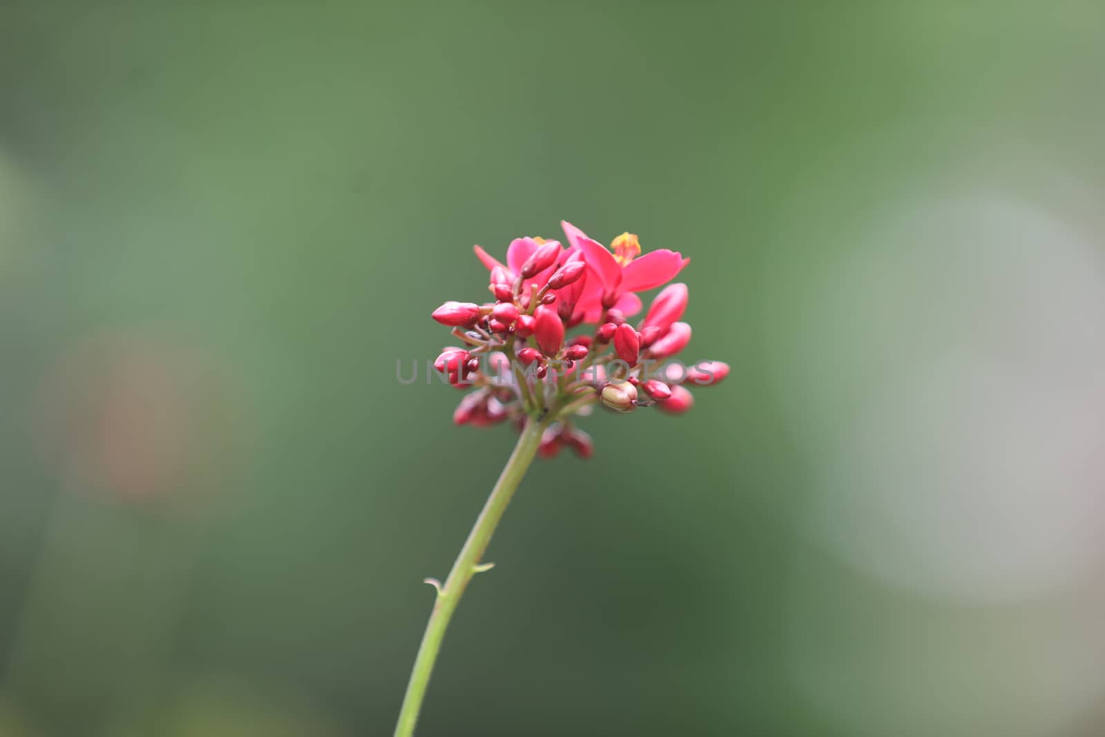 Flowers in the Garden by rajastills