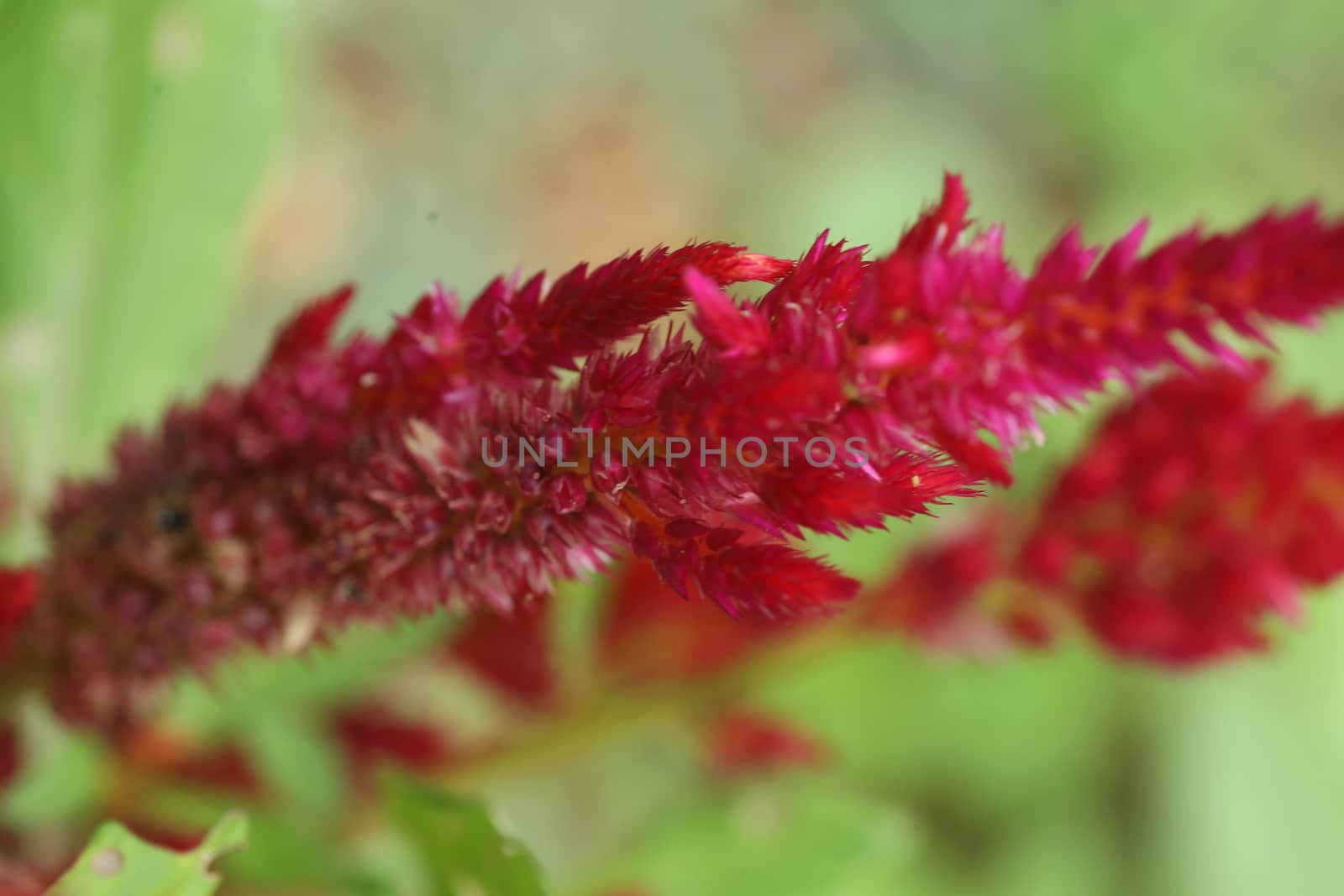 Flowers in the Garden