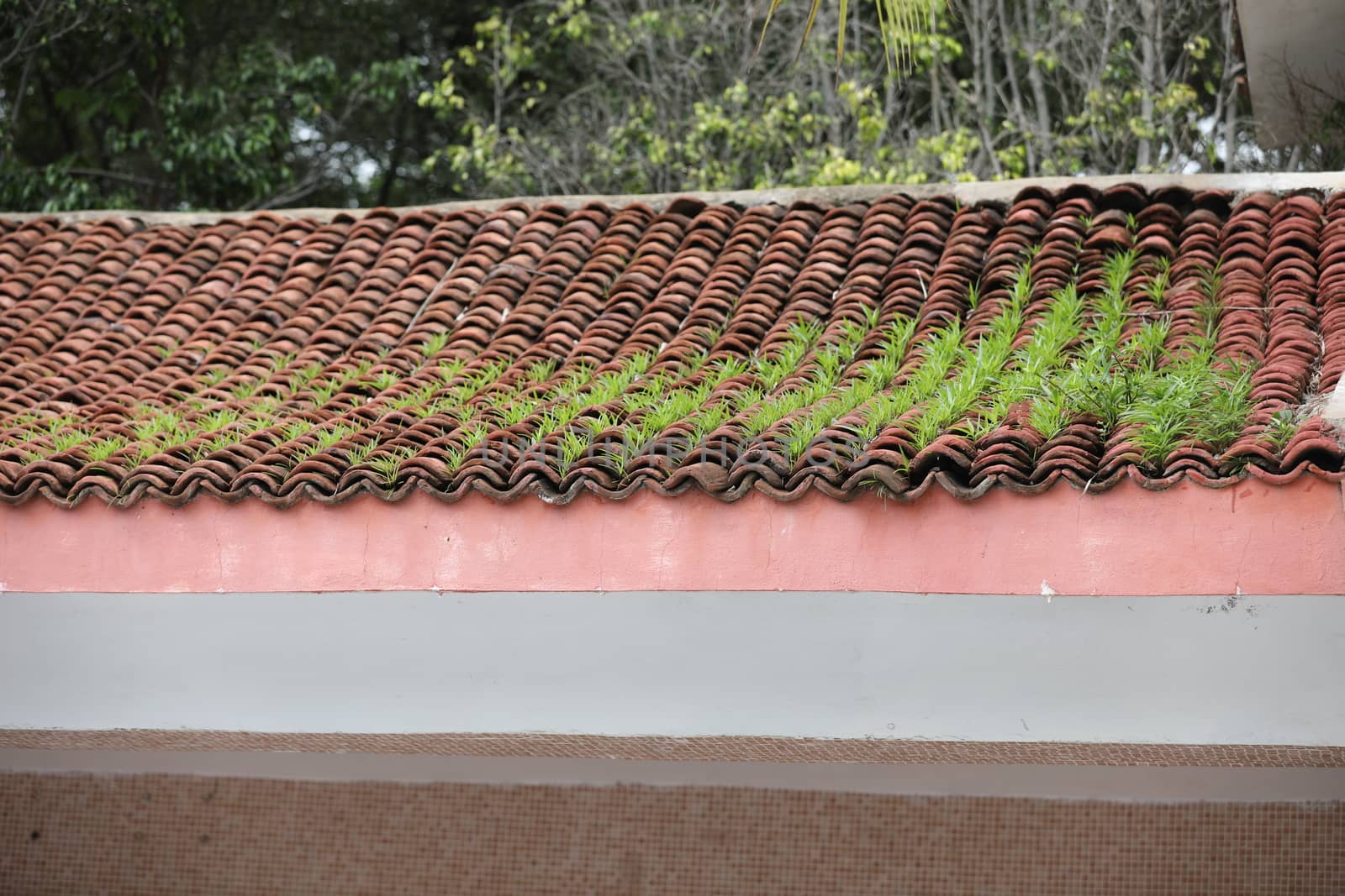 Fresh Green Grass on a roof