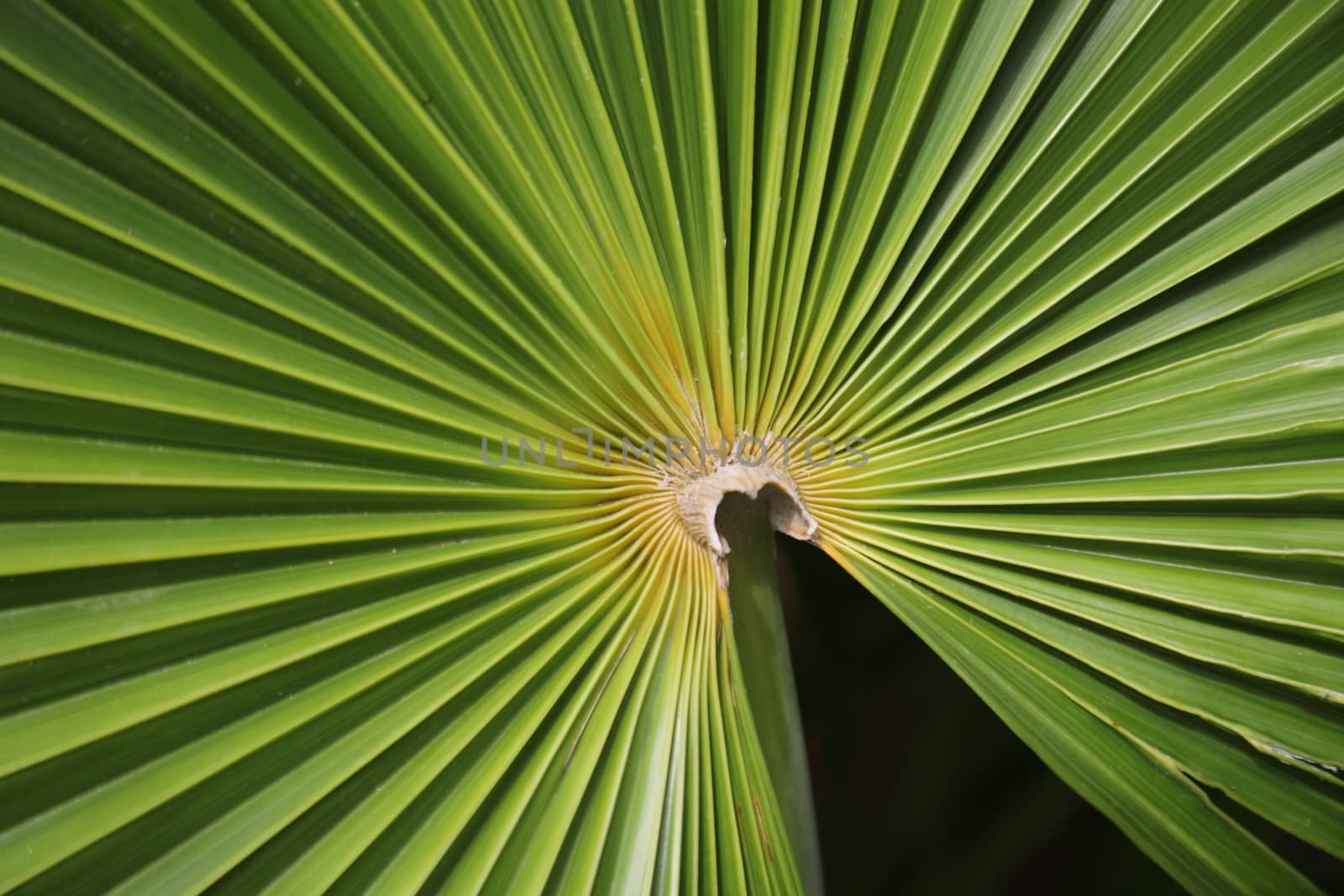 Abstract Leaf Texture