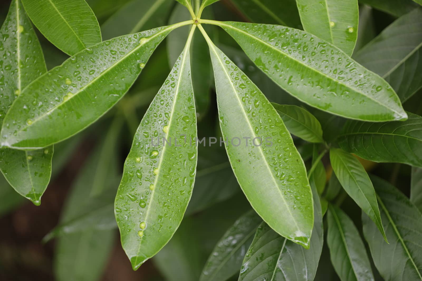 Indian Medicated Plants