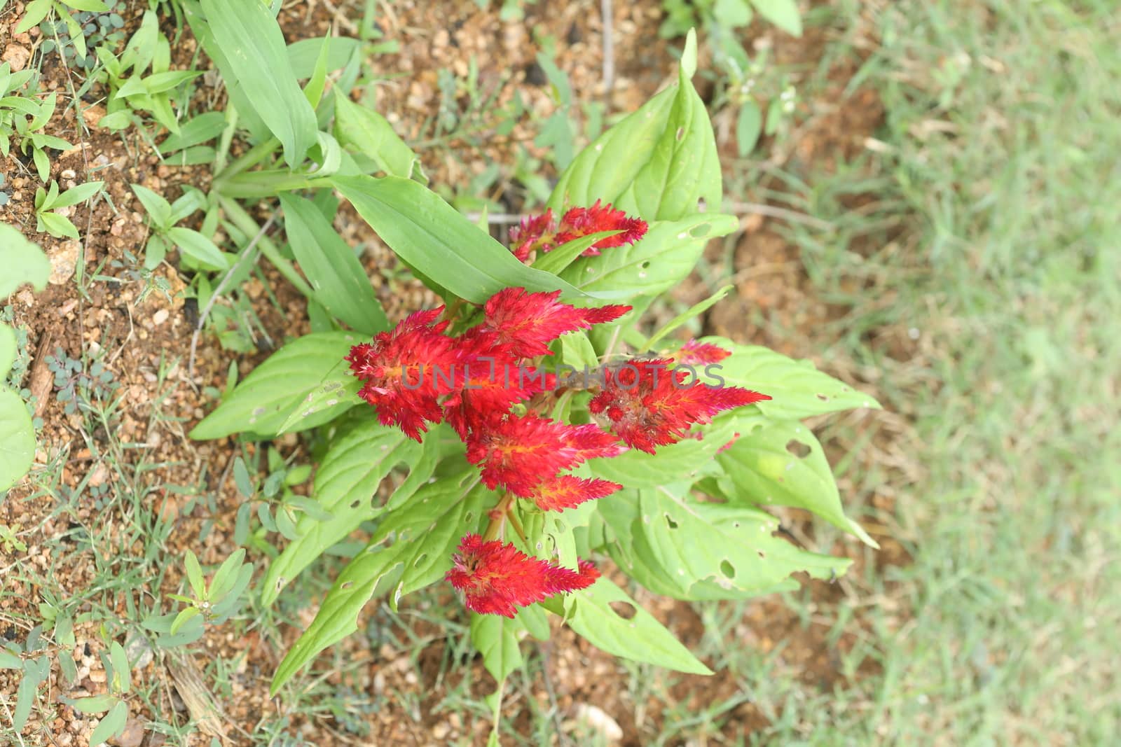 Indian Medicated Plants