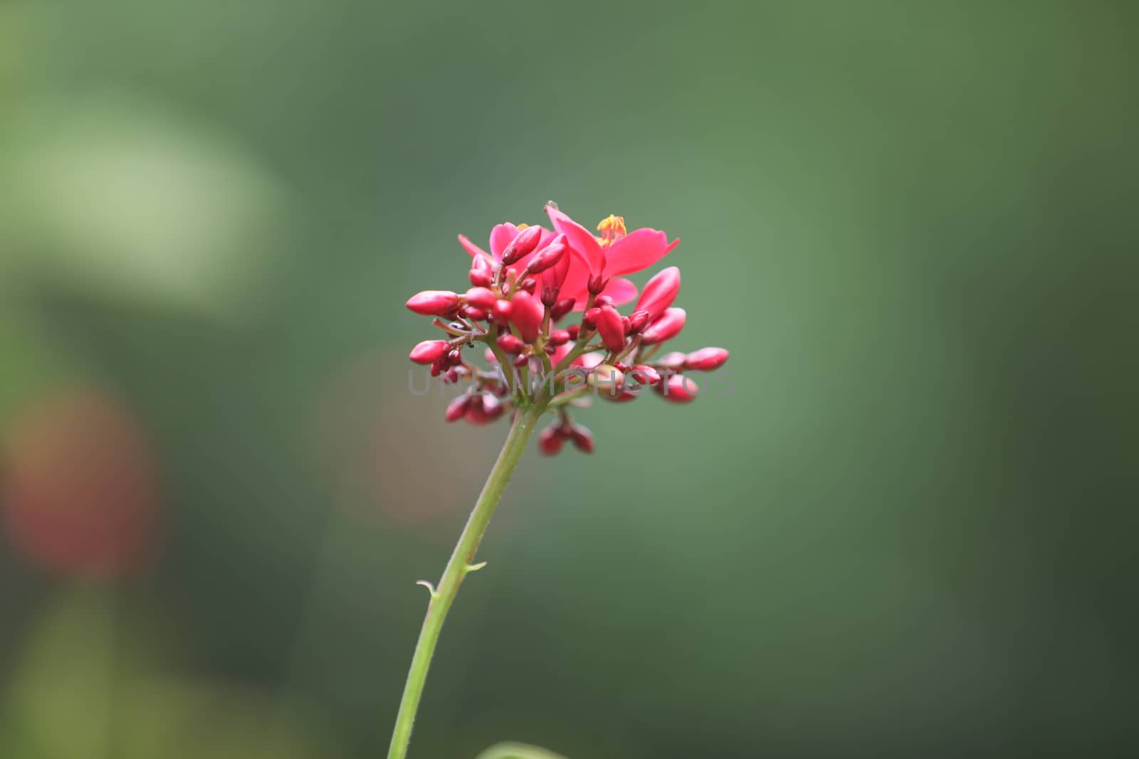 Flowers in the Garden