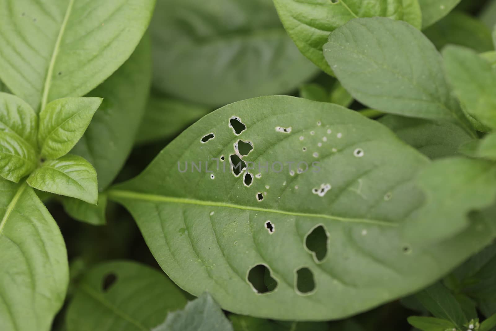 Indian Medicated Plants