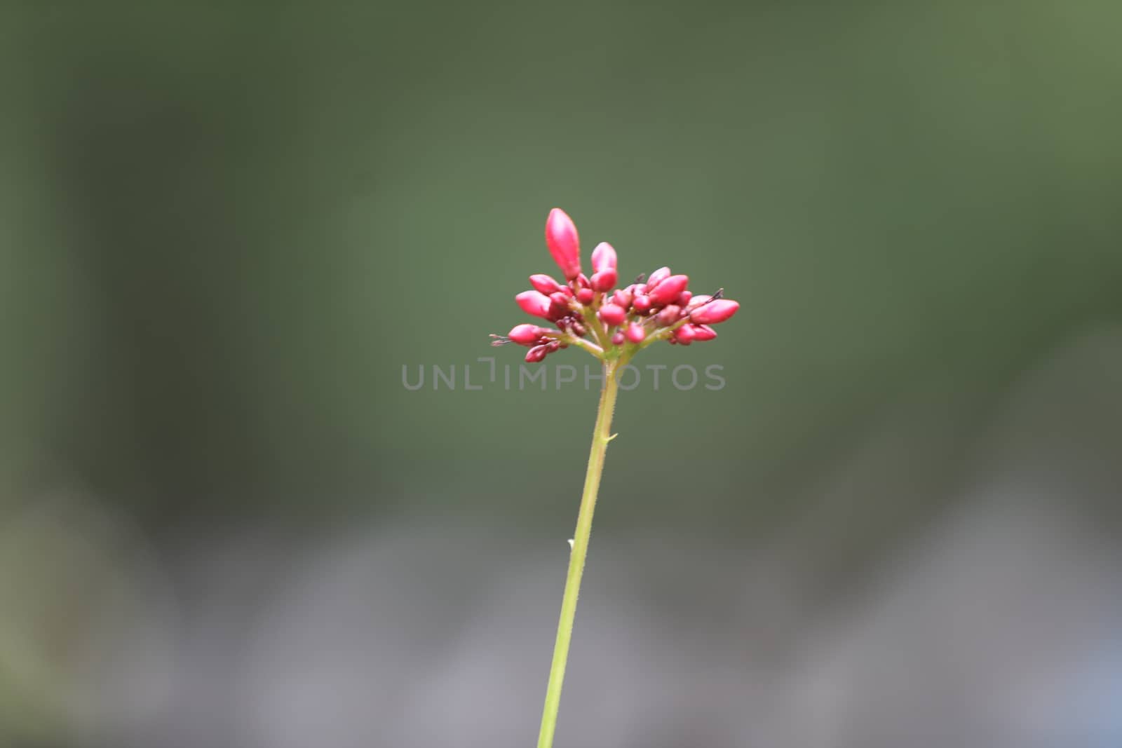 Flowers in the Garden