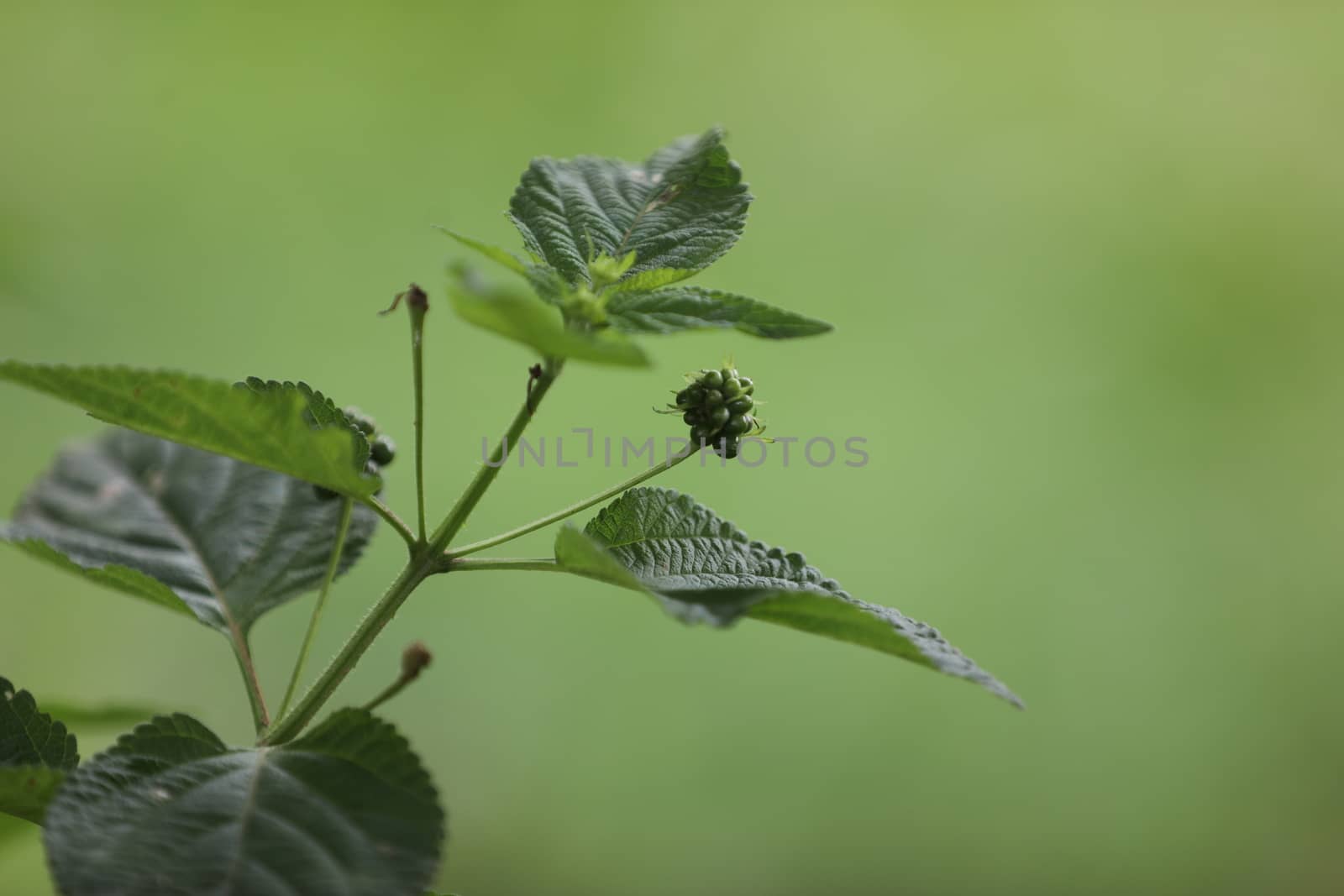 Indian Medicated Plants