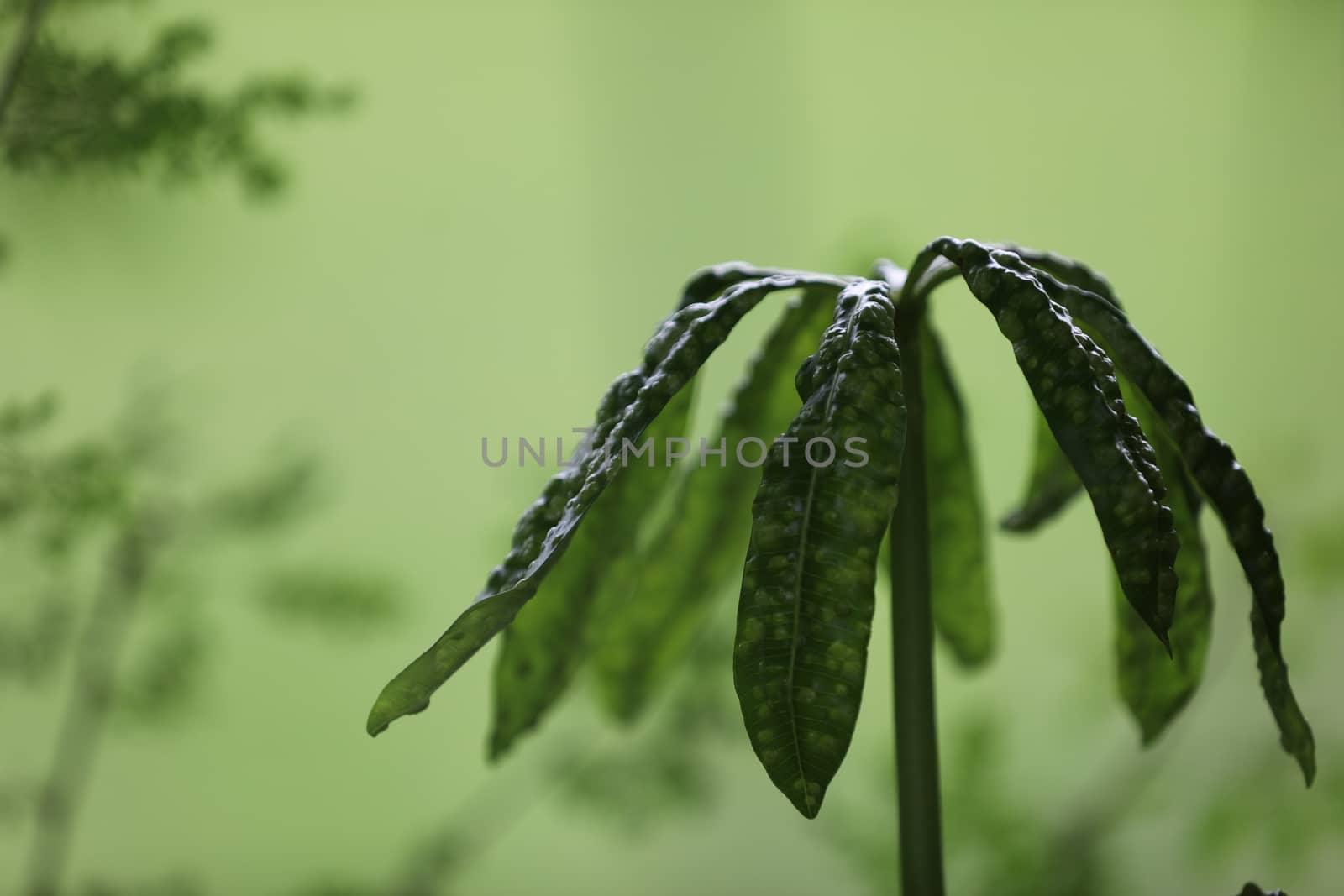 Indian Medicated Plants