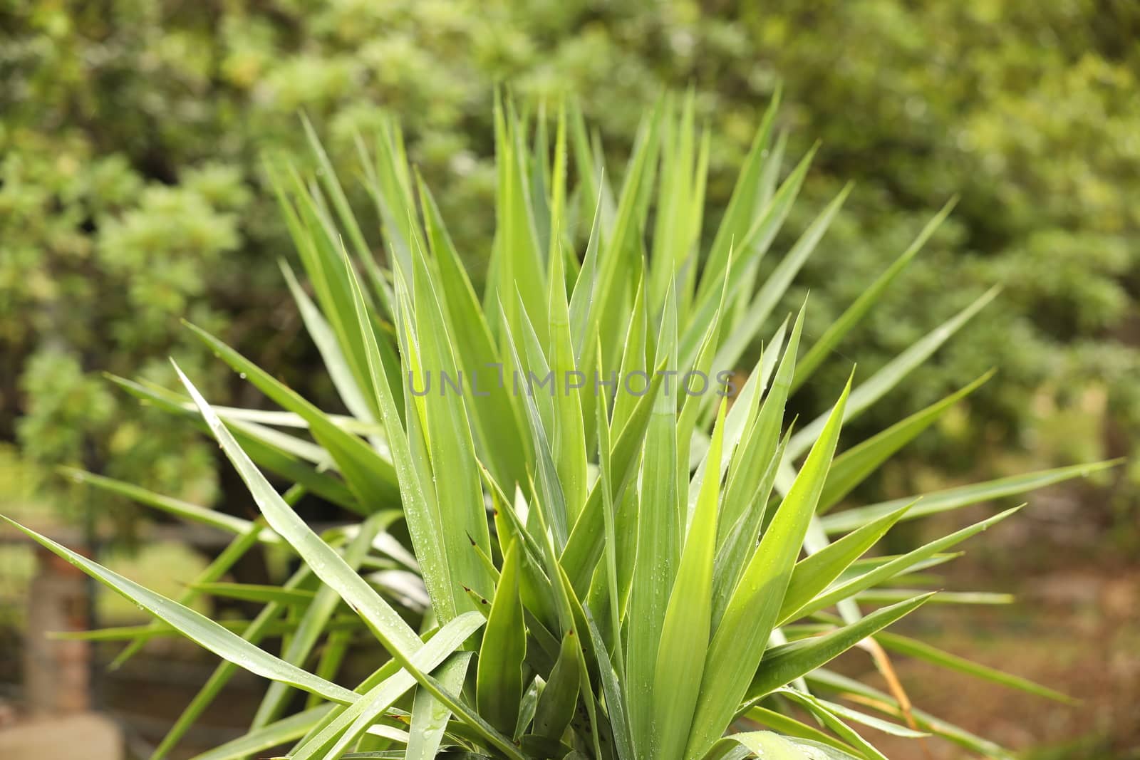 Indian Medicated Plants