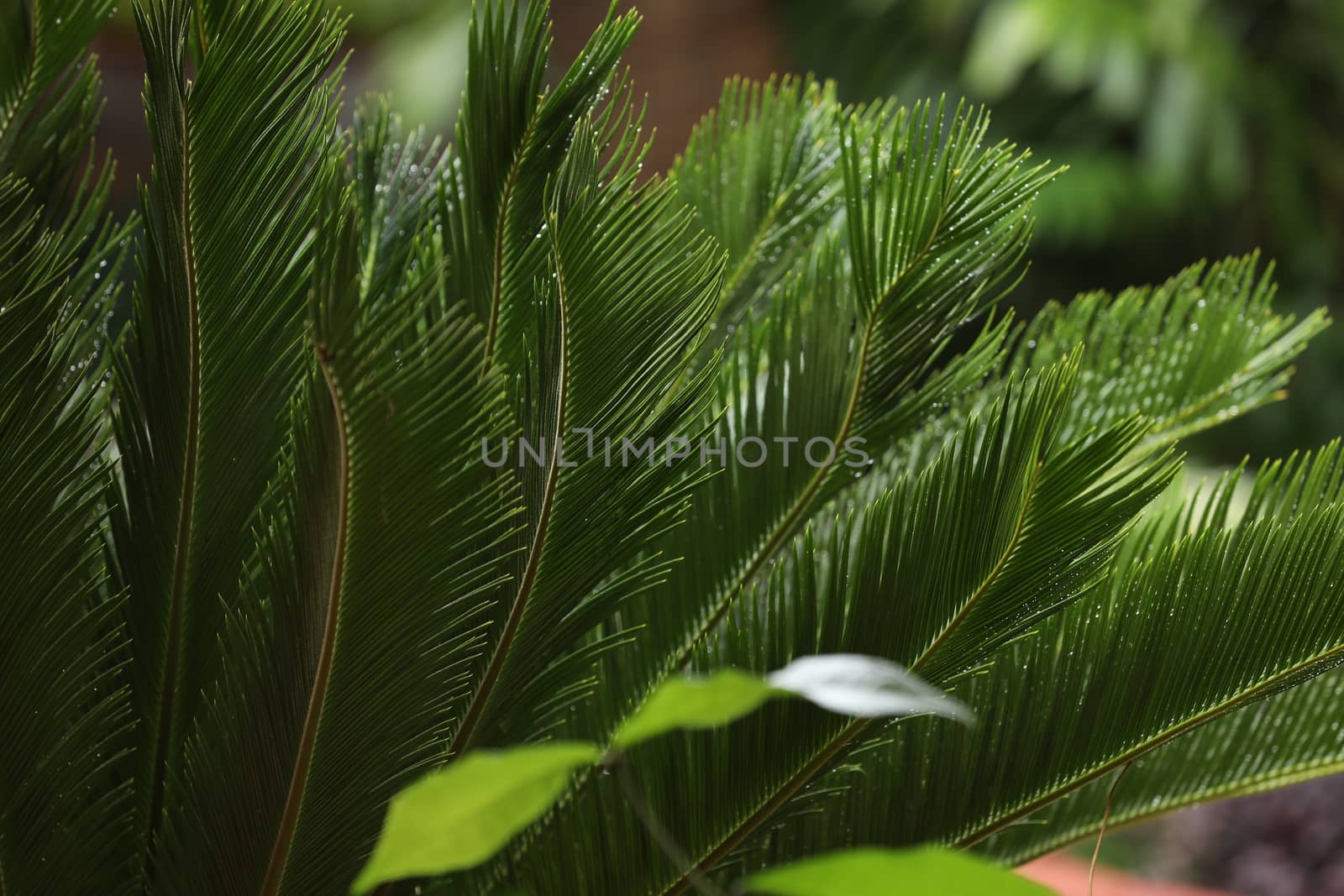 Indian Medicated Plants