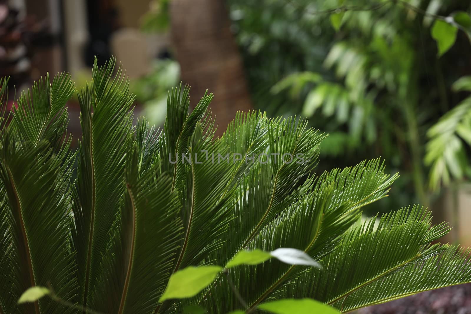 Indian Medicated Plants