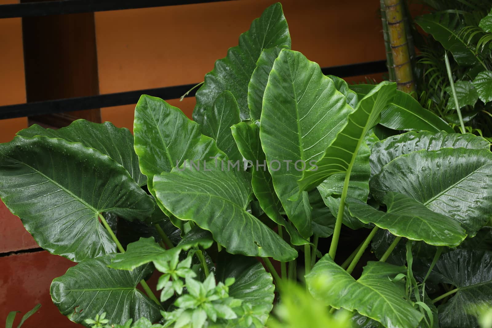 Indian Medicated Plant closeup