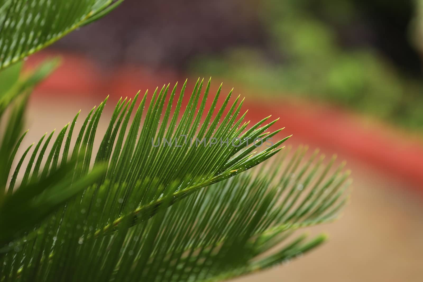 Indian Medicated Plant closeup