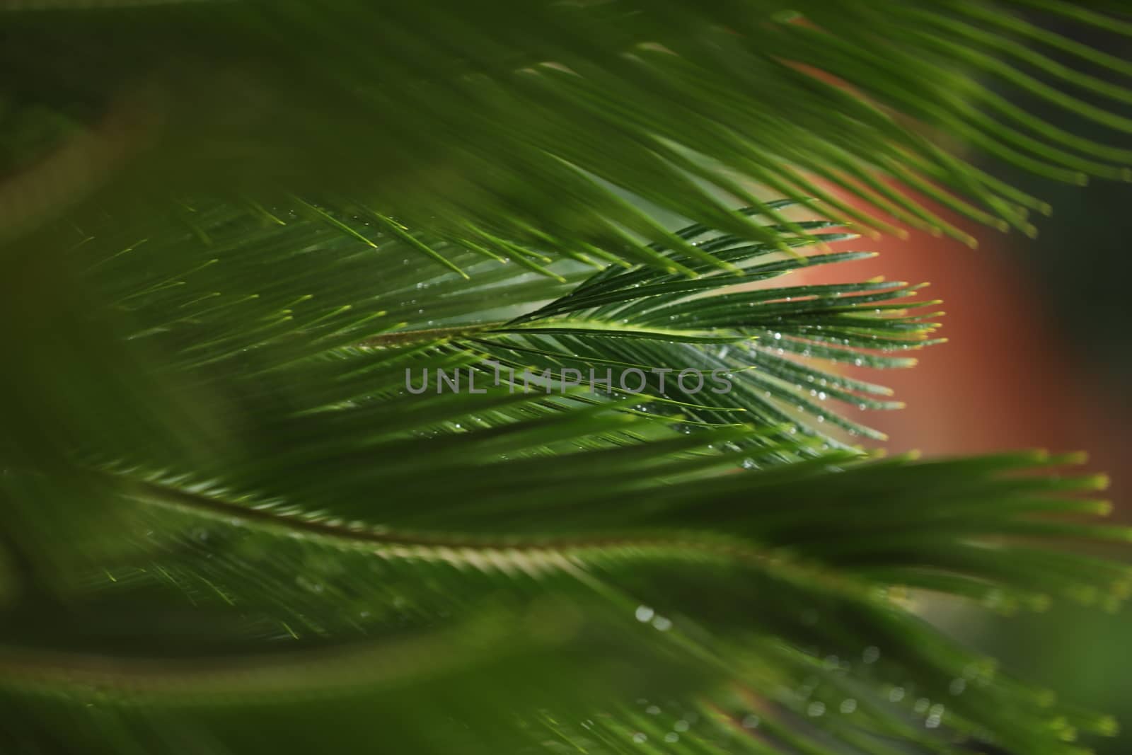 Indian Medicated Plant closeup