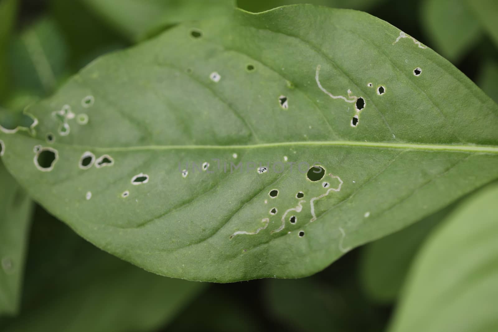 Indian Medicated Plant closeup