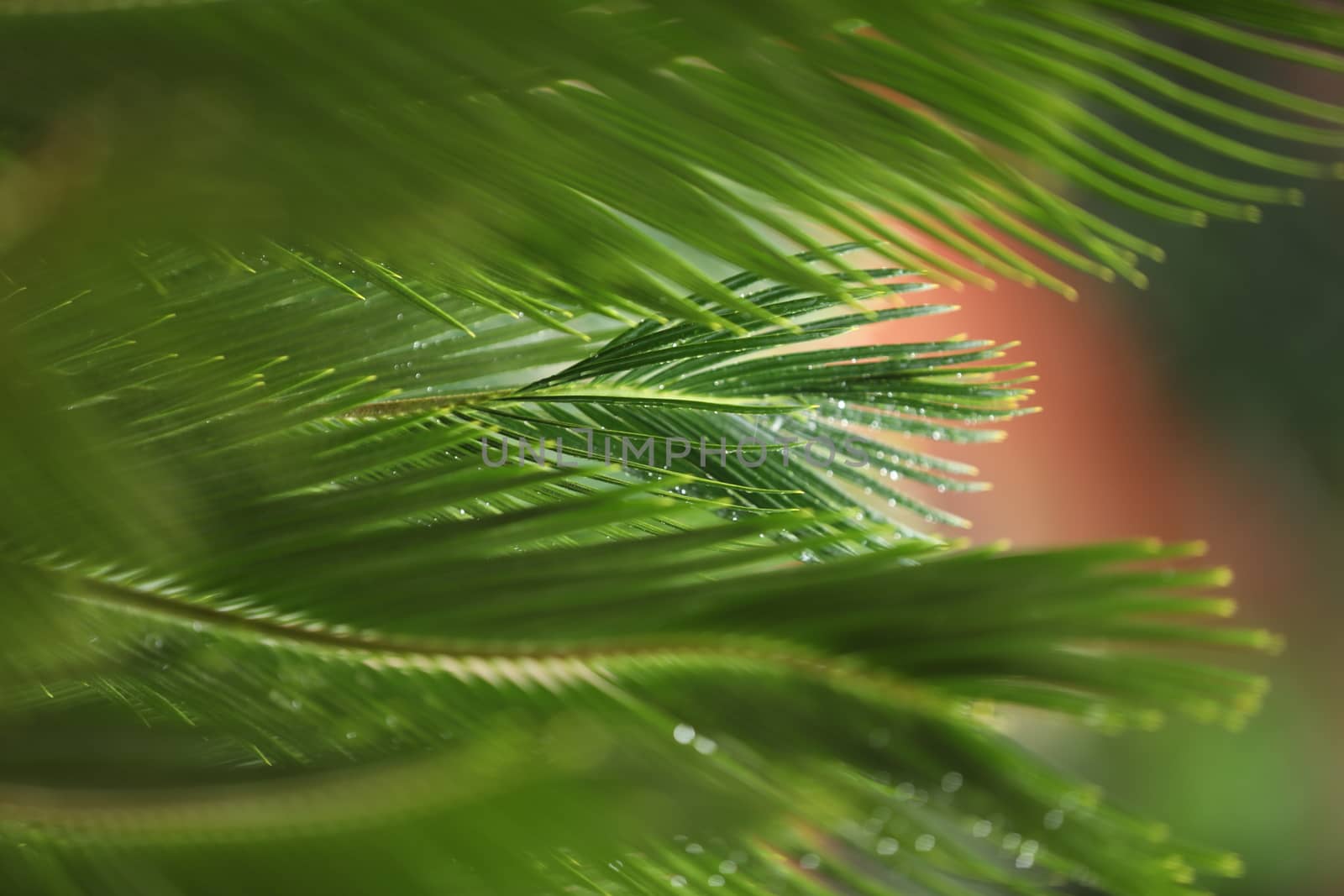 Indian Medicated Plant closeup
