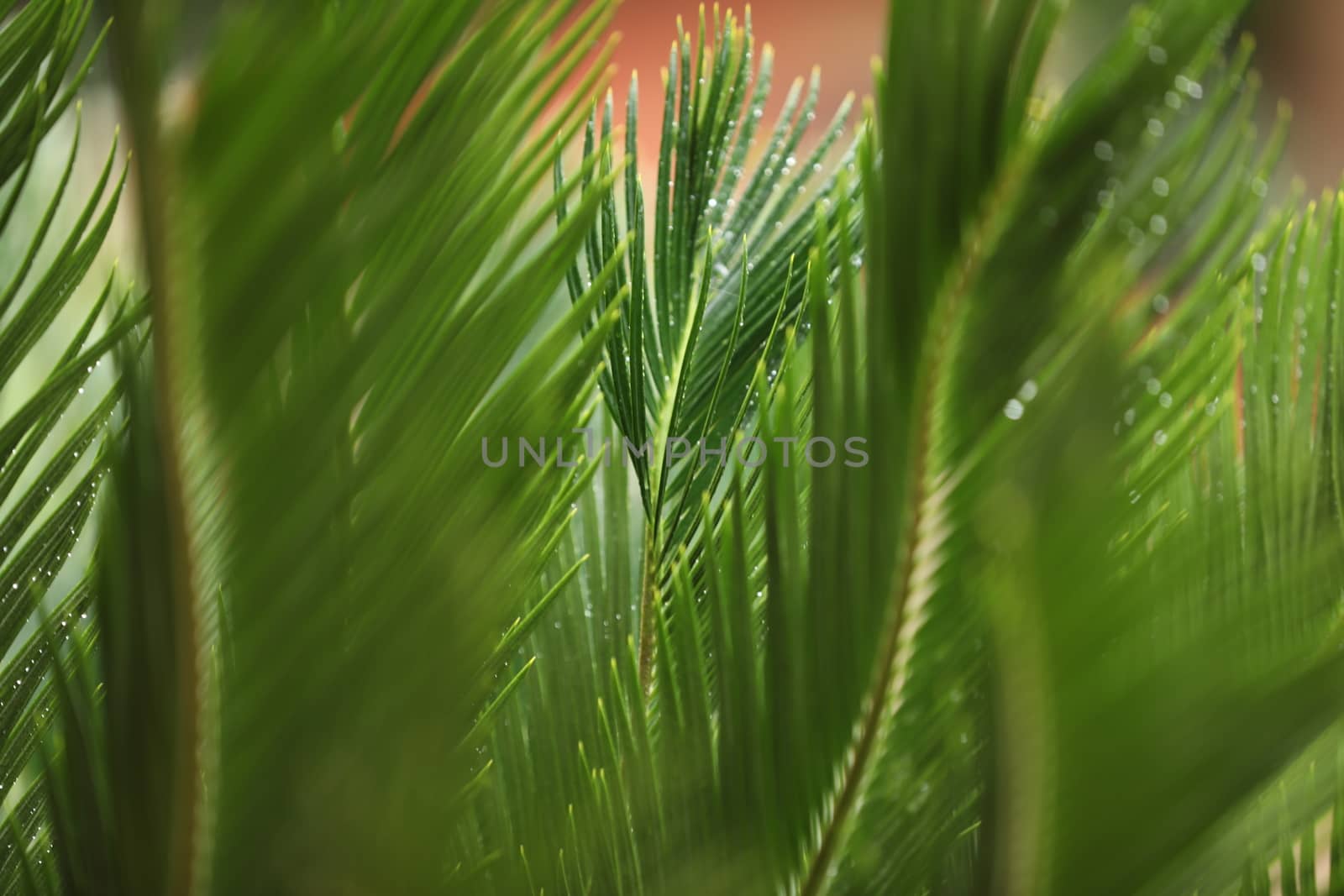 Indian Medicated Plant closeup