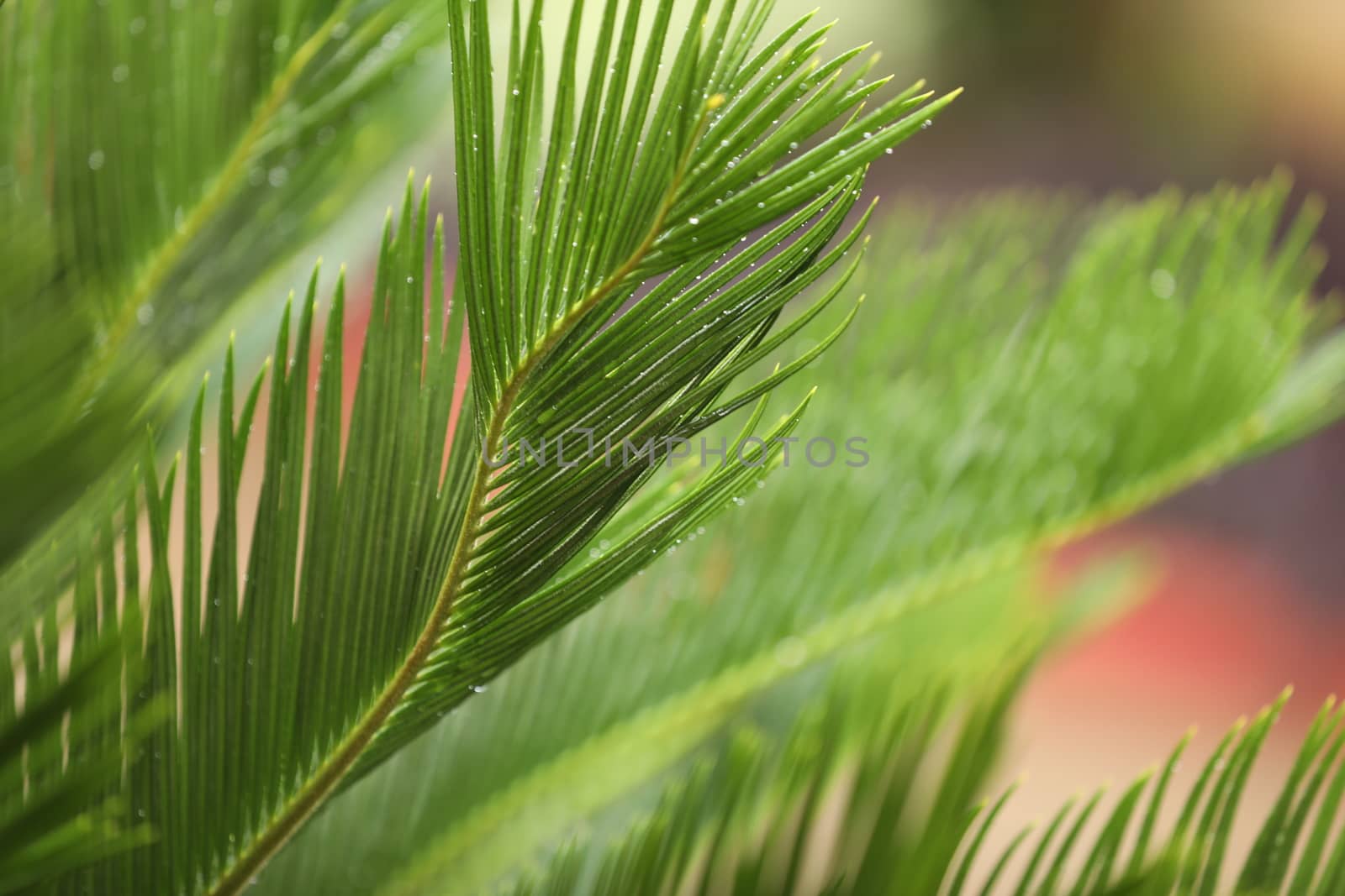 Indian Medicated Plant closeup