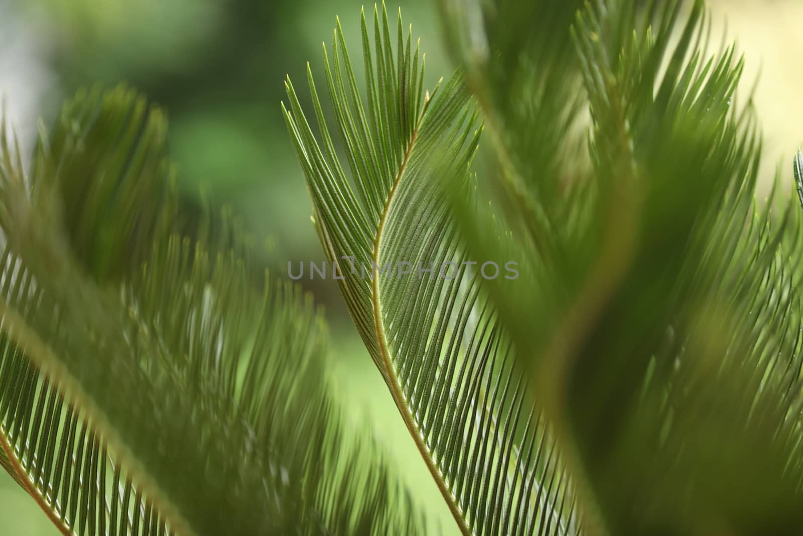 Indian Medicated Plant closeup