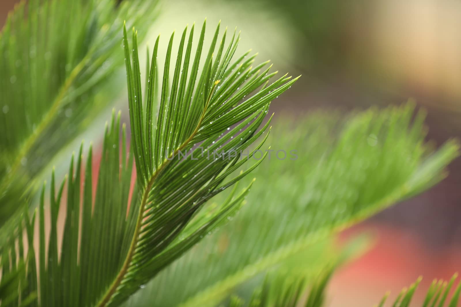 Indian Medicated Plant closeup