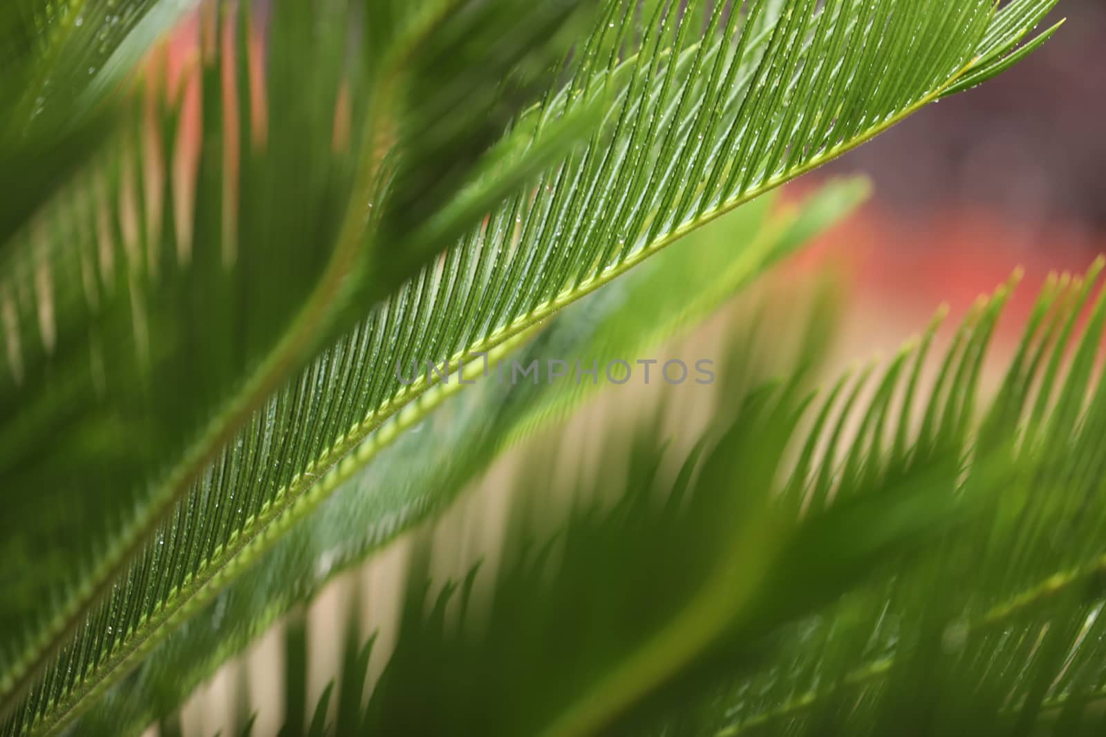 Indian Medicated Plant closeup