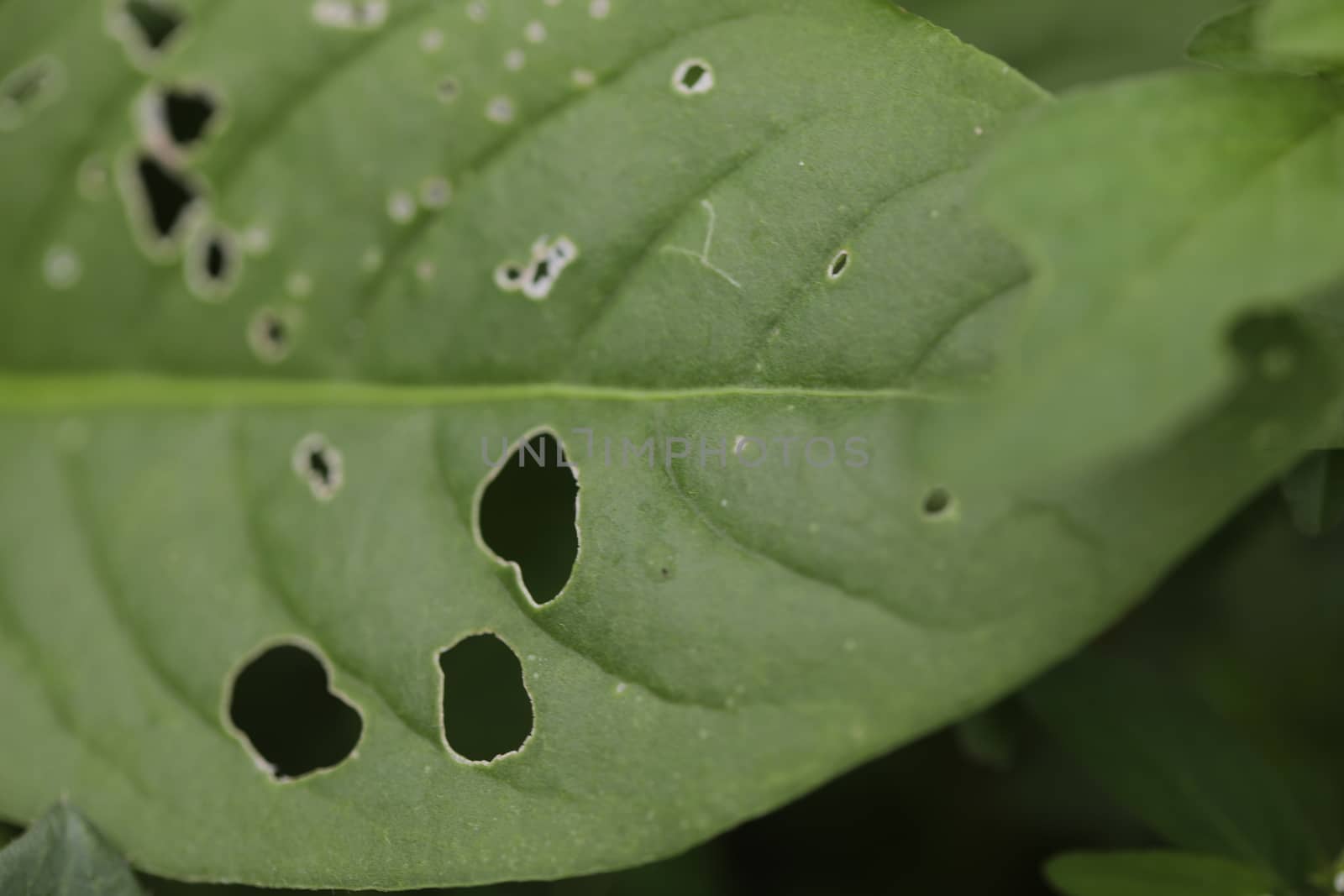 Indian Medicated Plant closeup