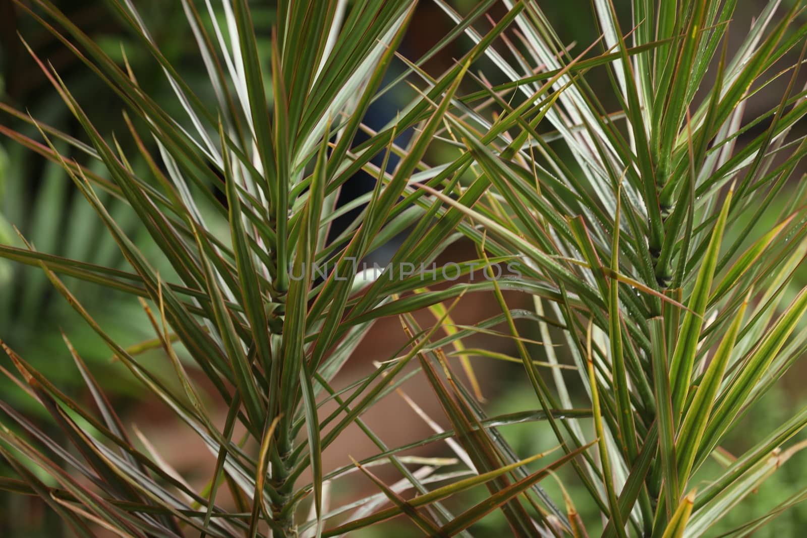 Indian Medicated Plant closeup