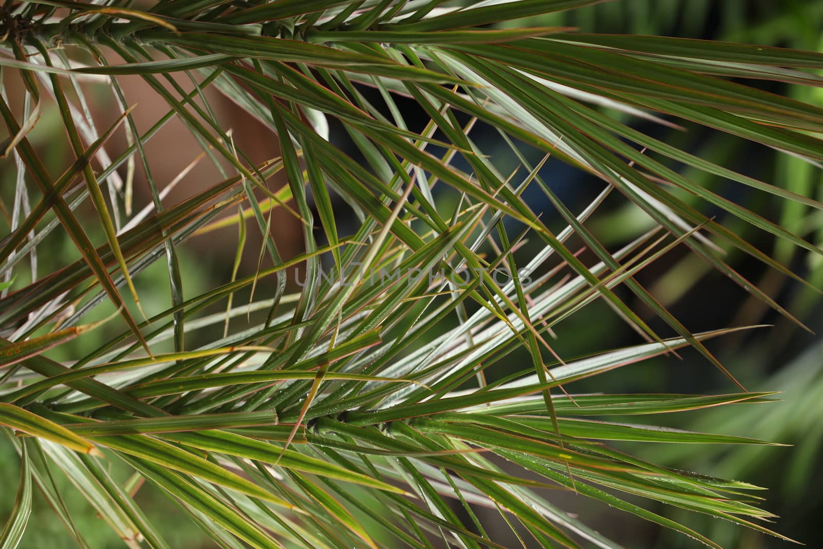 Indian Medicated Plant closeup
