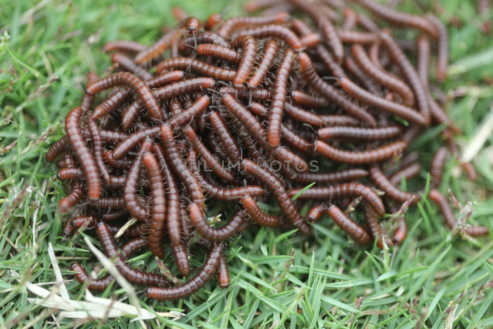 Insects Most Millipedes Coil Up