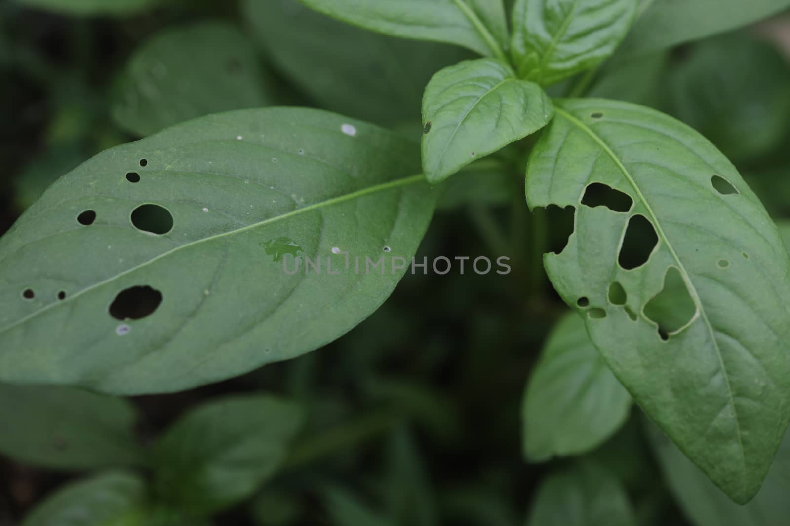 Indian Medicated Plant closeup