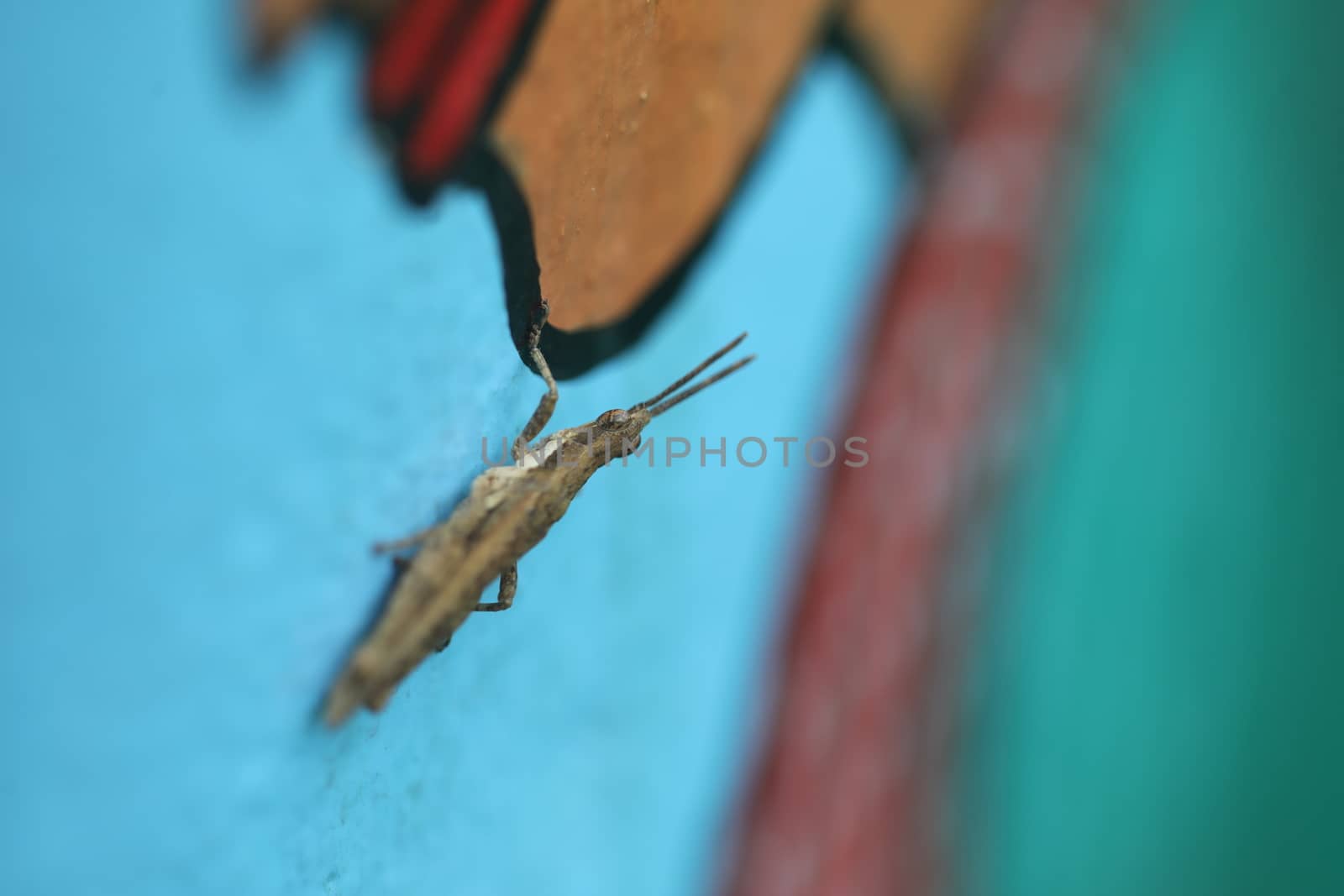 Indian Rural Art work