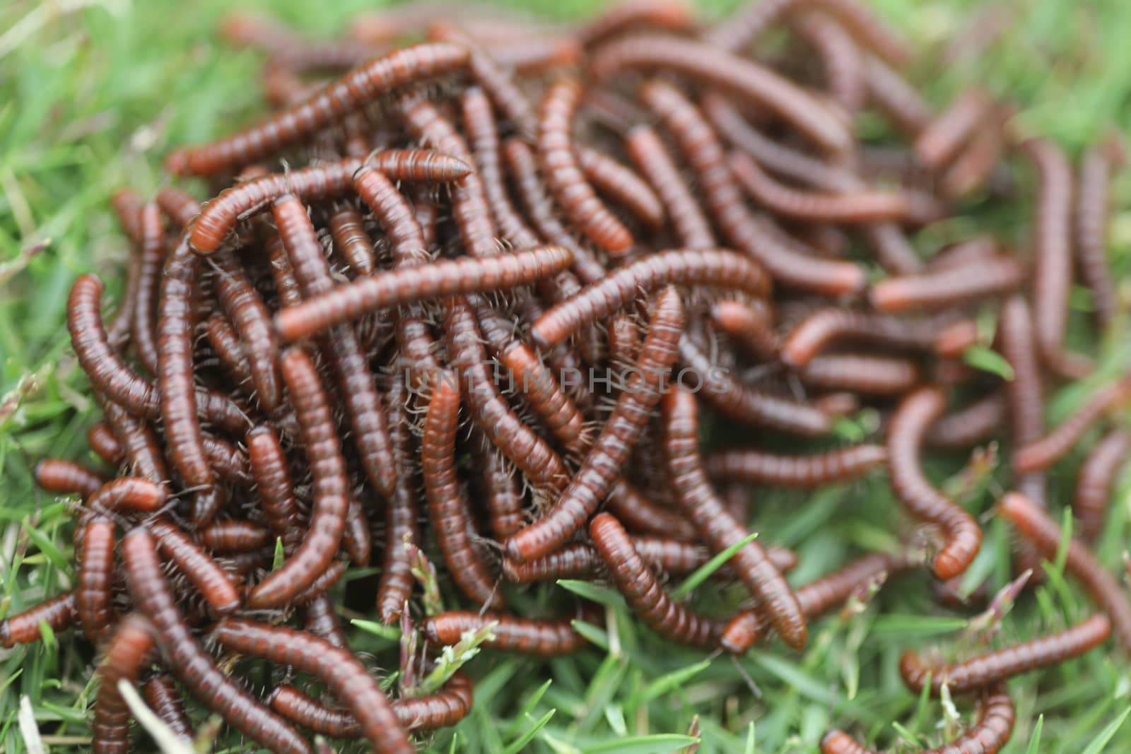Insects Most Millipedes Coil Up