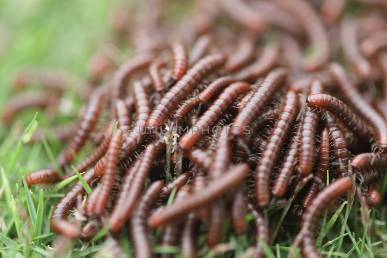 Insects Most Millipedes Coil Up
