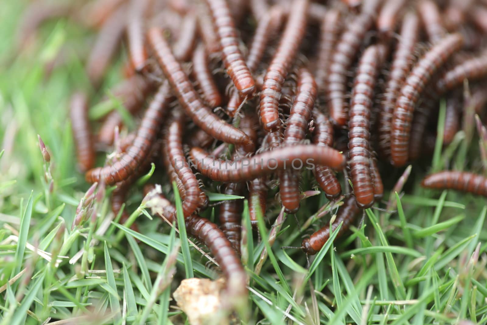 Insects Most Millipedes Coil Up