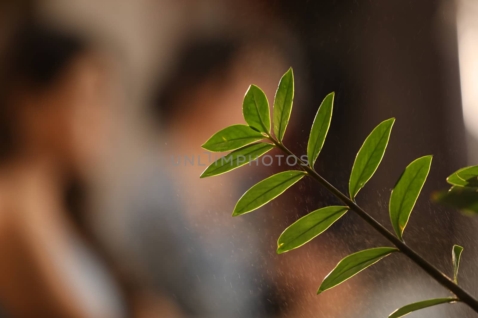 Indian Medicated Plants