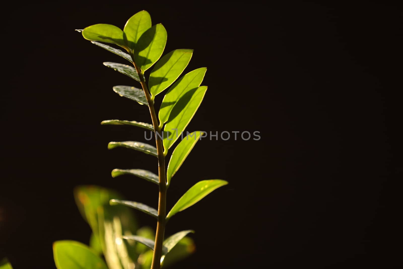 Indian Medicated Plants