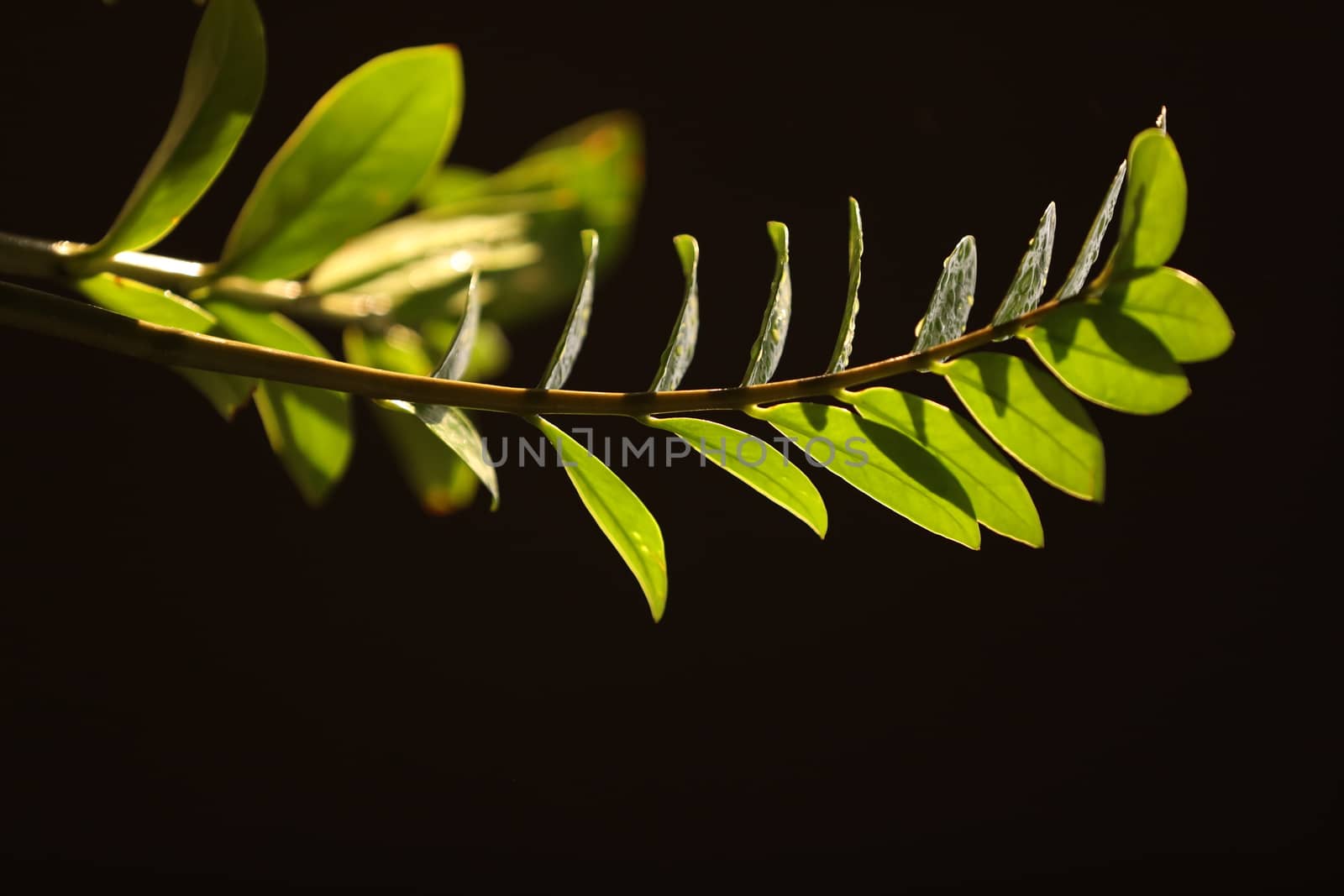 Indian Medicated Plants