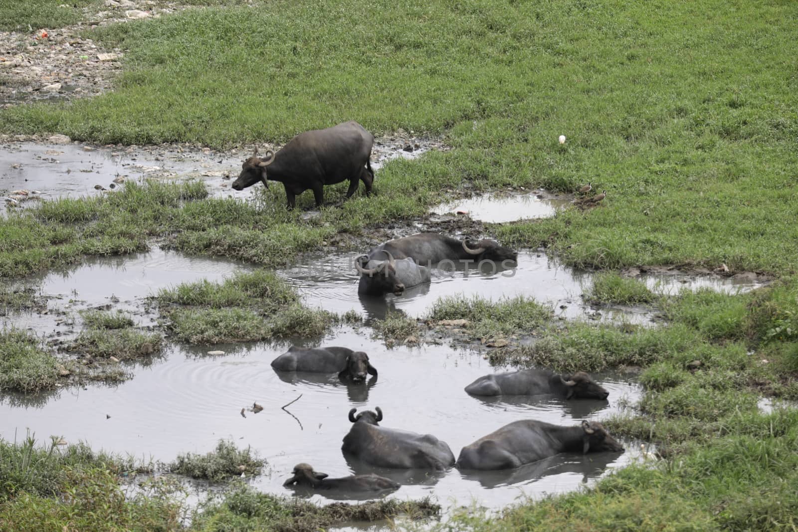 Buffalo's at rural area