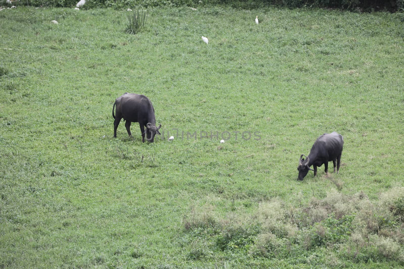 Buffalo's at rural area