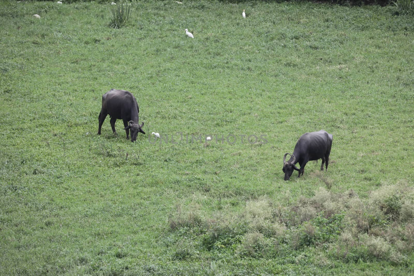 Buffalo's at rural area