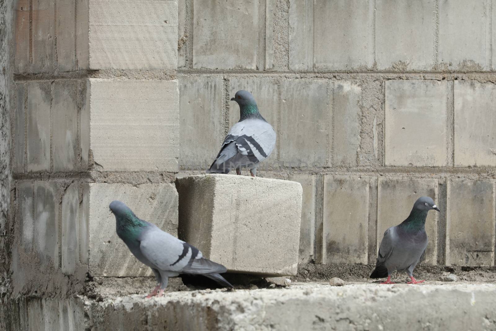 Pigeon on the wall