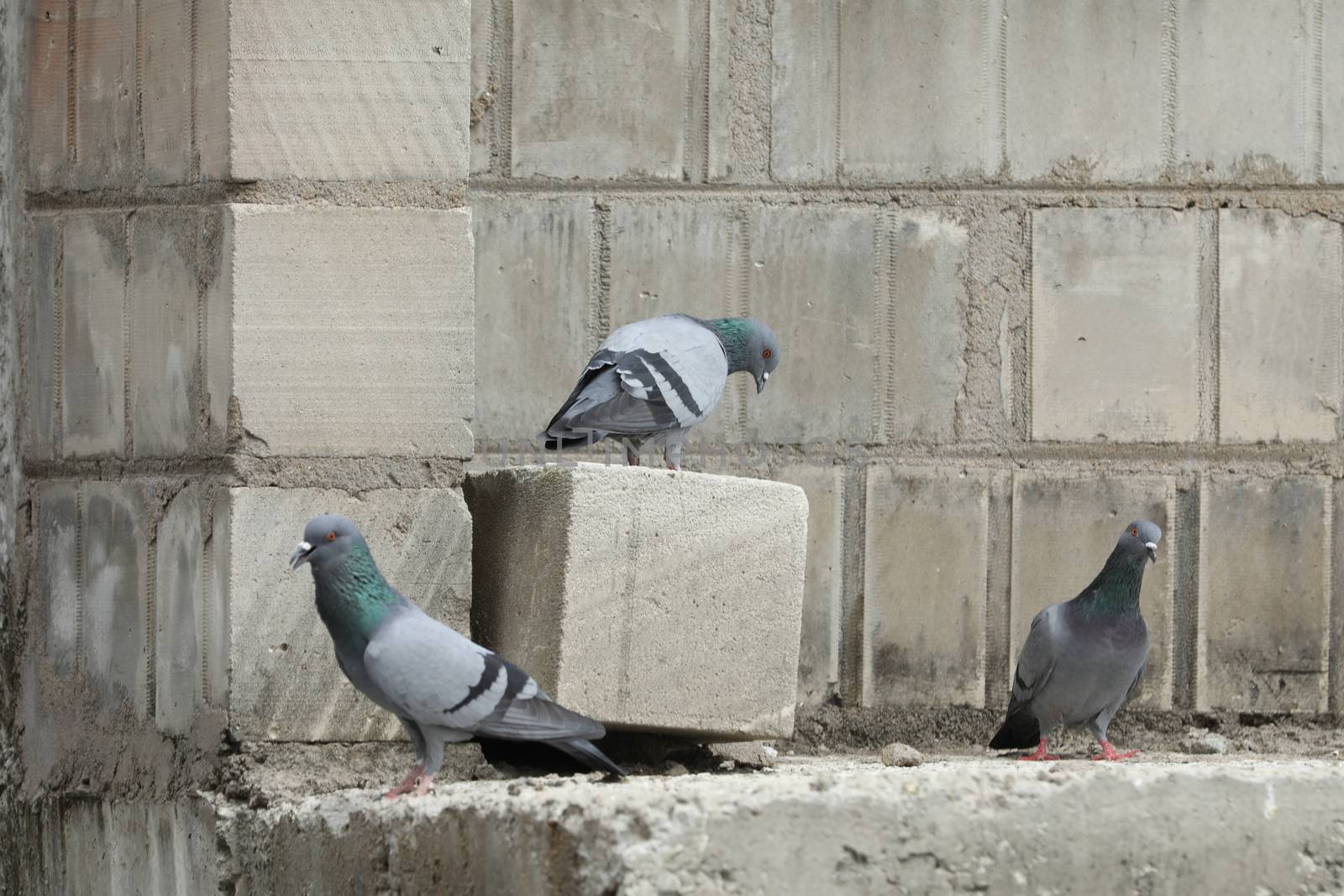 Pigeon on the wall