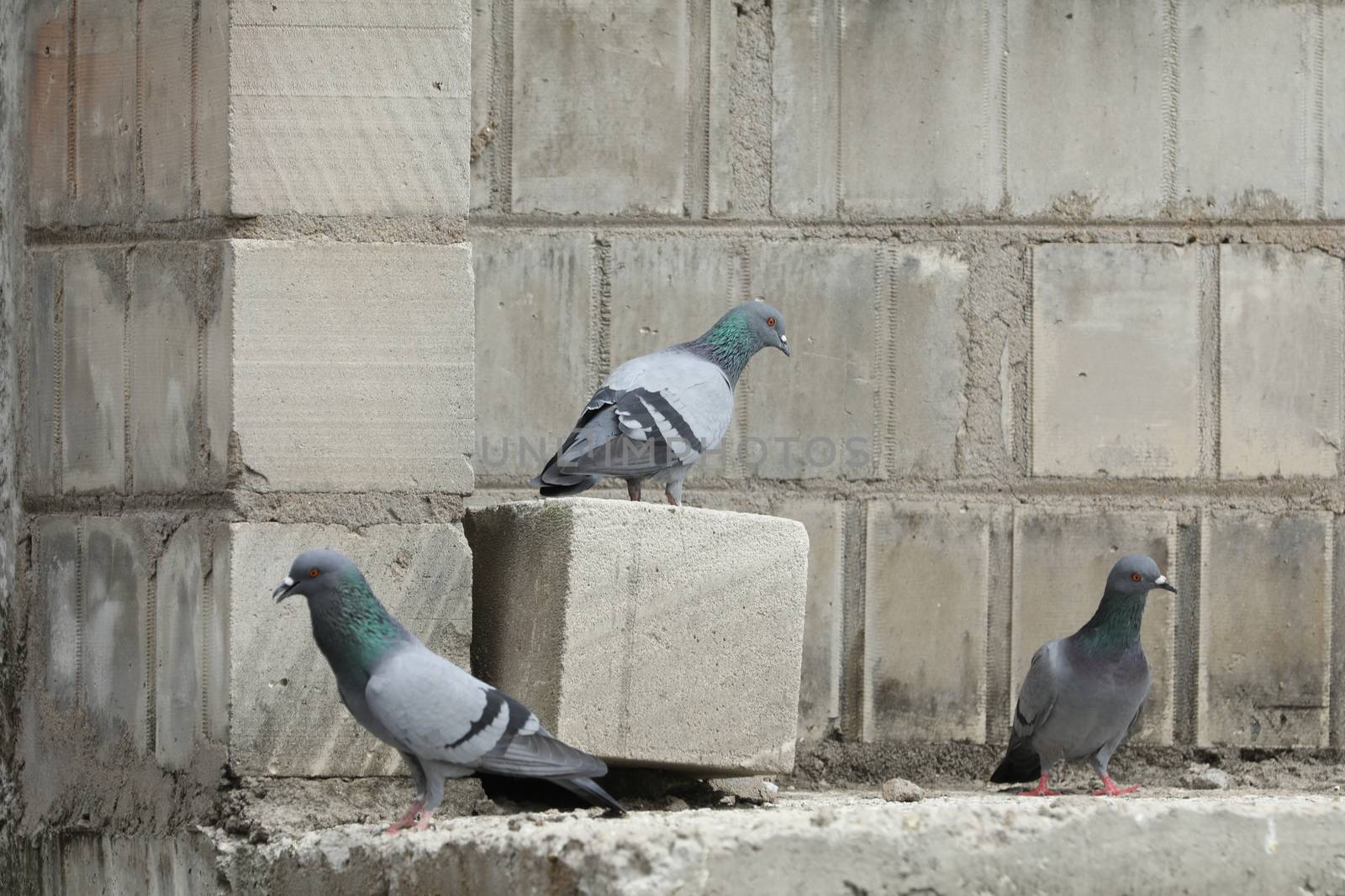 Pigeon on the wall