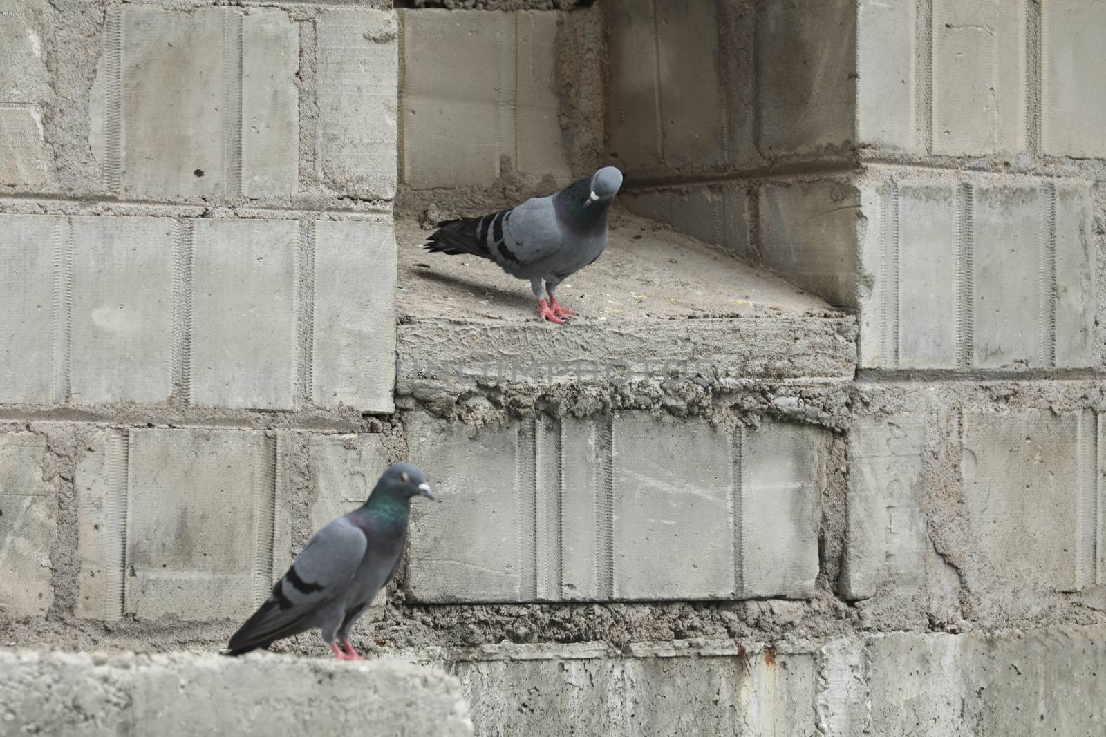 Pigeon on the wall