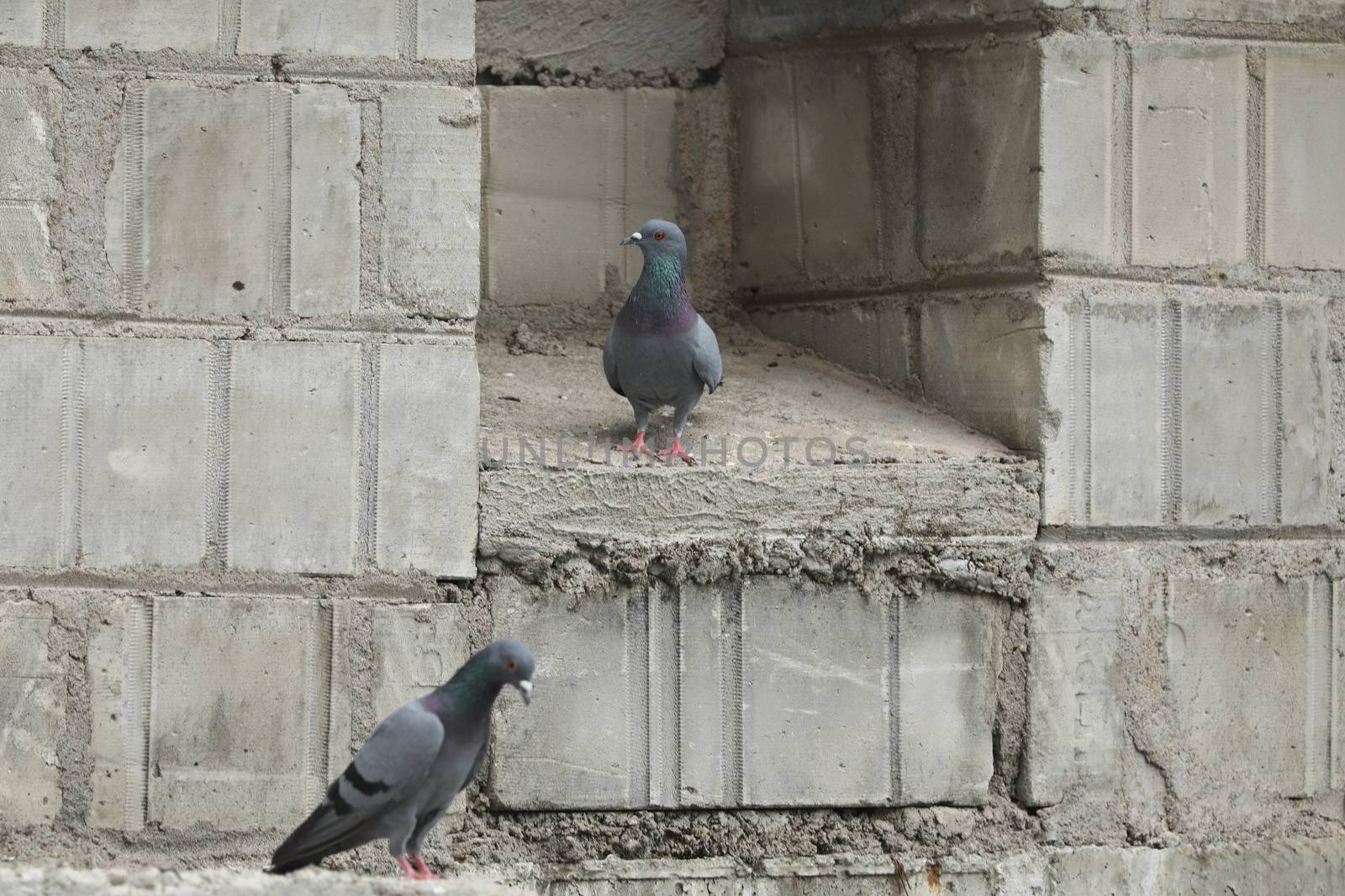 Pigeon on the wall